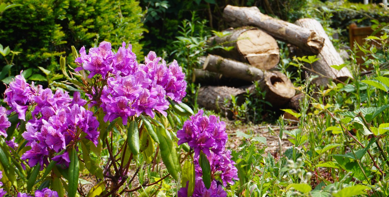 Biodiversity at Sport Wales National Centre.