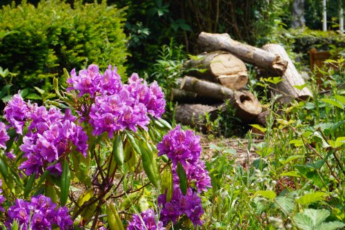 Biodiversity at Sport Wales National Centre.