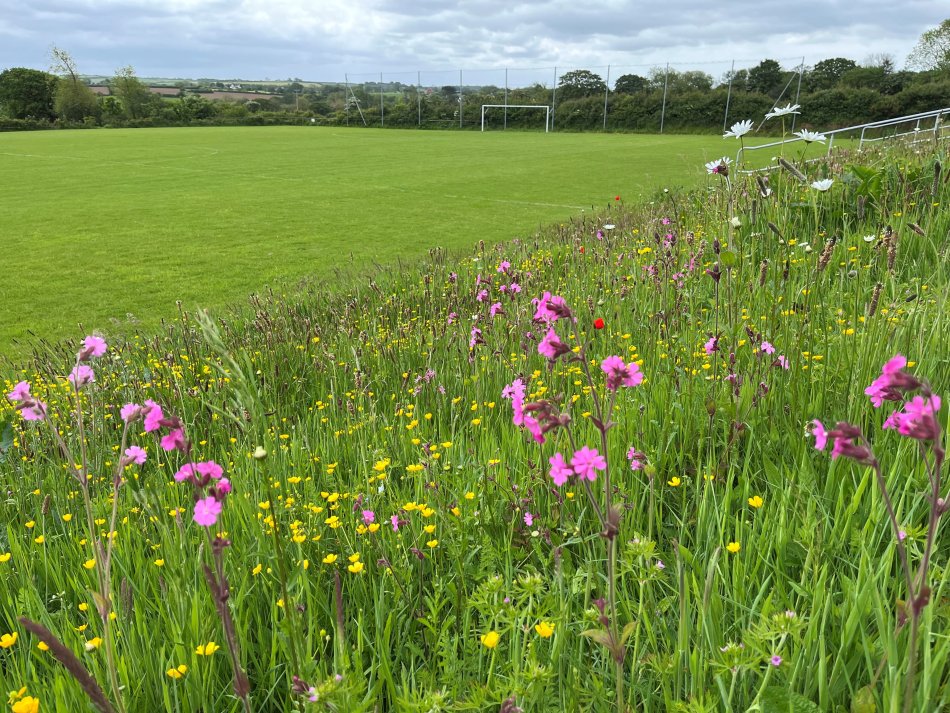 A wildflower meadow next to Clarbeston Road's football pitch.
